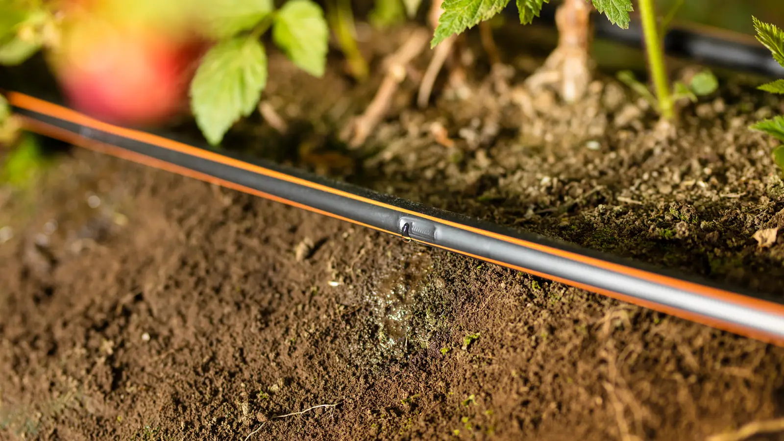 Tomato plants fruiting beside a drip tube on bare soil