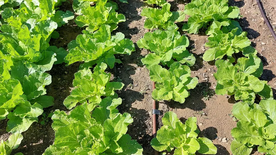 Leafy vegetable rows running on black drip tape