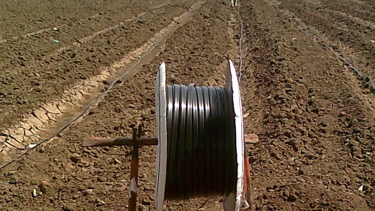 Leafy vegetable rows running on black drip tape