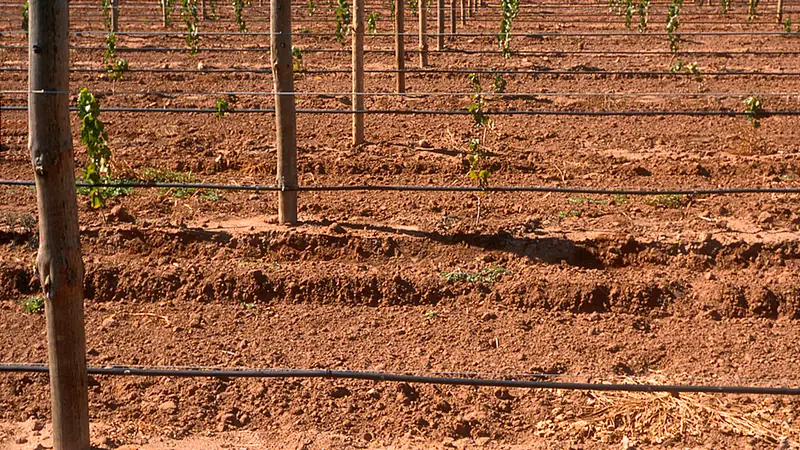 Drip tape staked along rows in red soil