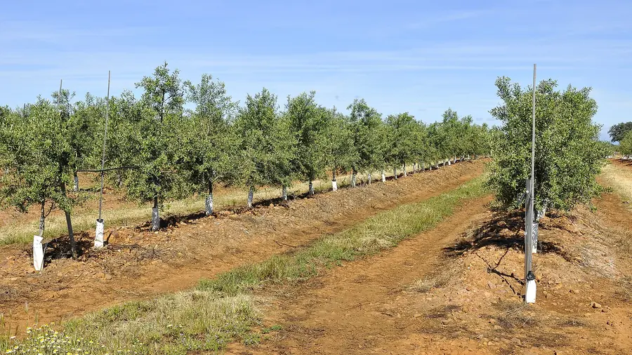 Drip tape staked along rows in red soil