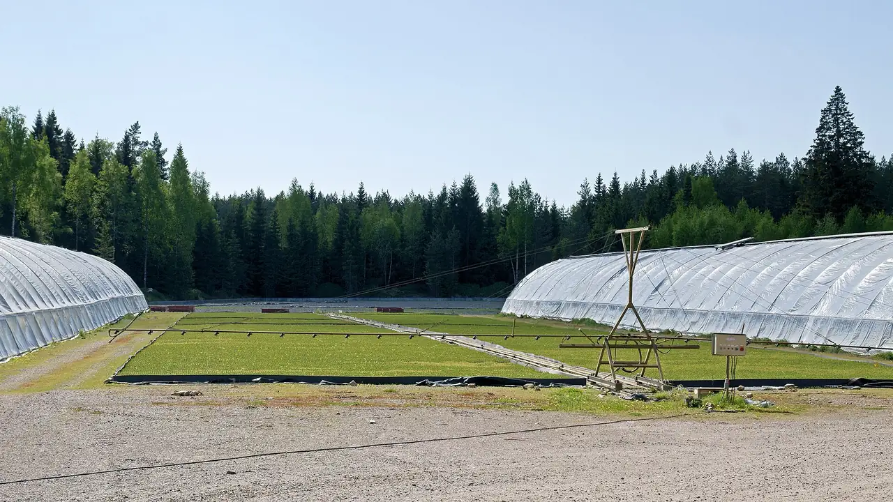 Greenhouse tunnels with an overhead irrigation tower