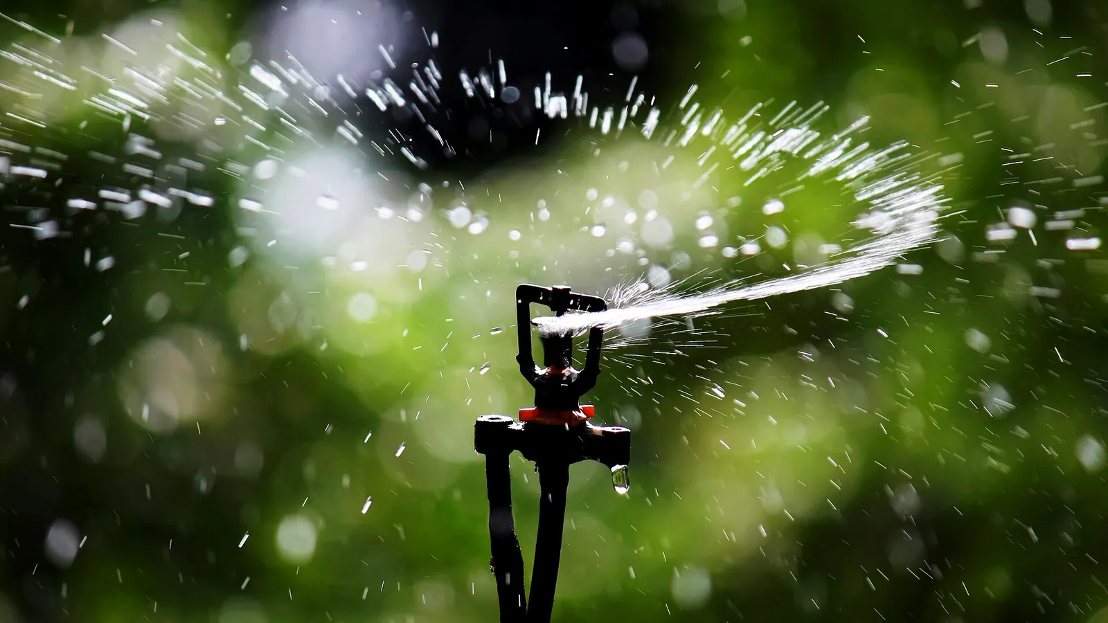 Micro sprinkler head throwing a fine circular spray pattern