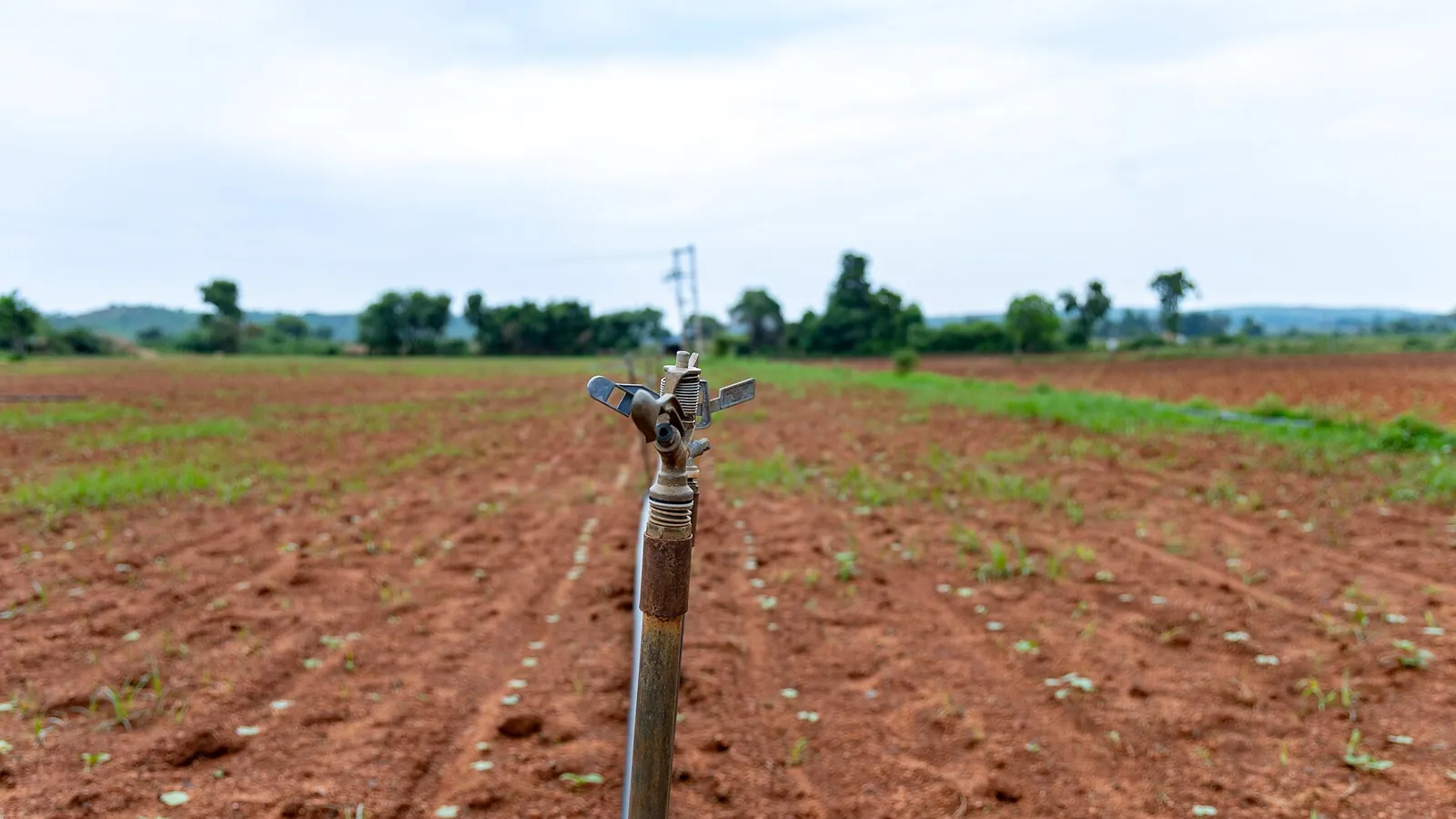 Staked micro sprinkler spraying over a tilled field