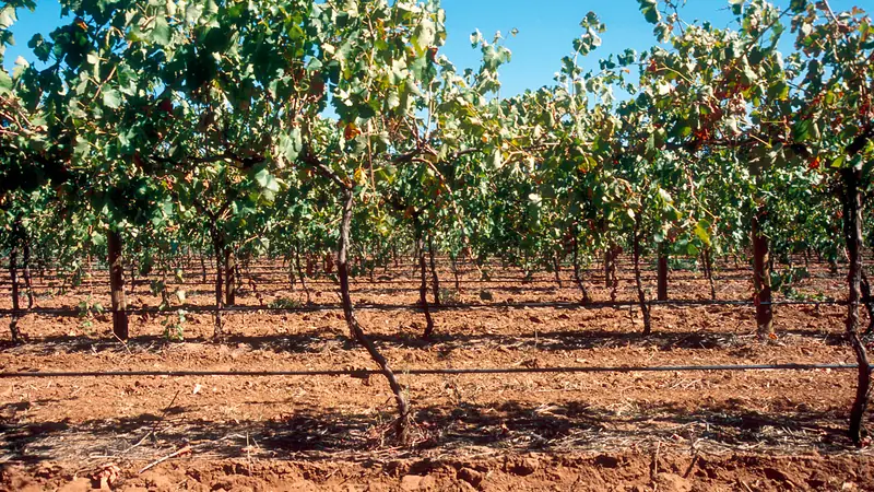 Young orchard rows with drip line running under the trees