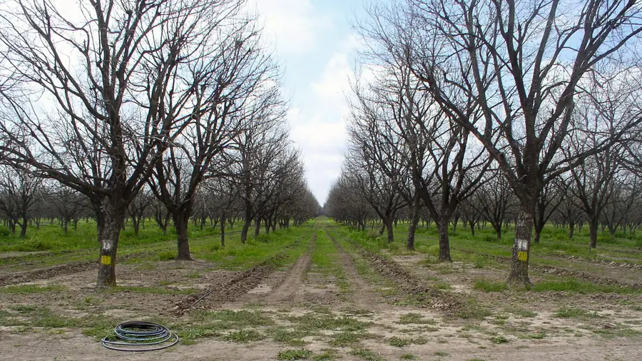 Young orchard rows with drip line running under the trees